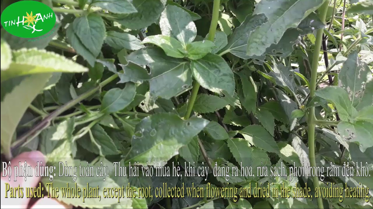 NHÂN TRẦN (Adenosma glutinosum (L.) Druce) - tinhhoaxanh.vn