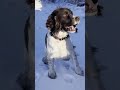 Springer spaniels enjoy the snow