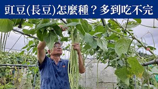 豇豆(長豆)長到吃不完，只需掌握幾個關鍵 | 阿星種植