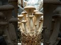 ปลูกเมล็ด(เชื้อเห็ด) EP150 เห็ดนามรมหลวง และ เห็ดหูหนู #สร้างจากai #aigenerated #mushroom