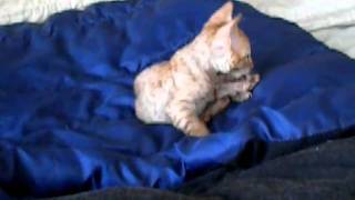 Chasin' my Tail! by Teri Thorsteinson 61 views 13 years ago 1 minute, 28 seconds