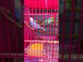 #budgies #egg #lovebirds #bangalore #pets
