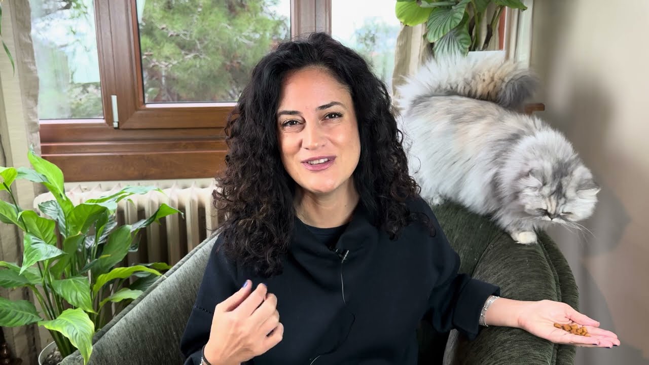 Kediler yeni sahibine nasıl alışır⁉️