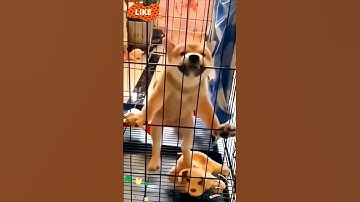 #dogdance dog dance #chikendance chicken #catdance cat dance #chikensong #viral