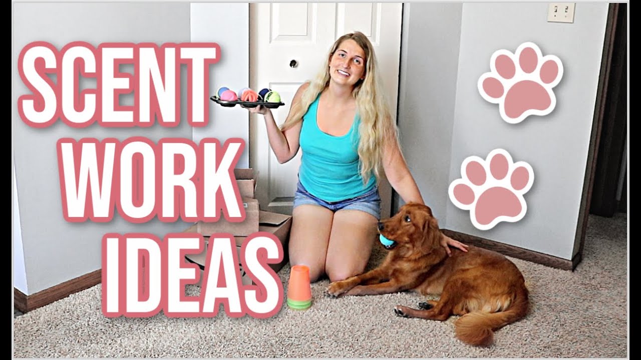 6 Nosework Games for Dogs: Easy, Simple Scentwork! 