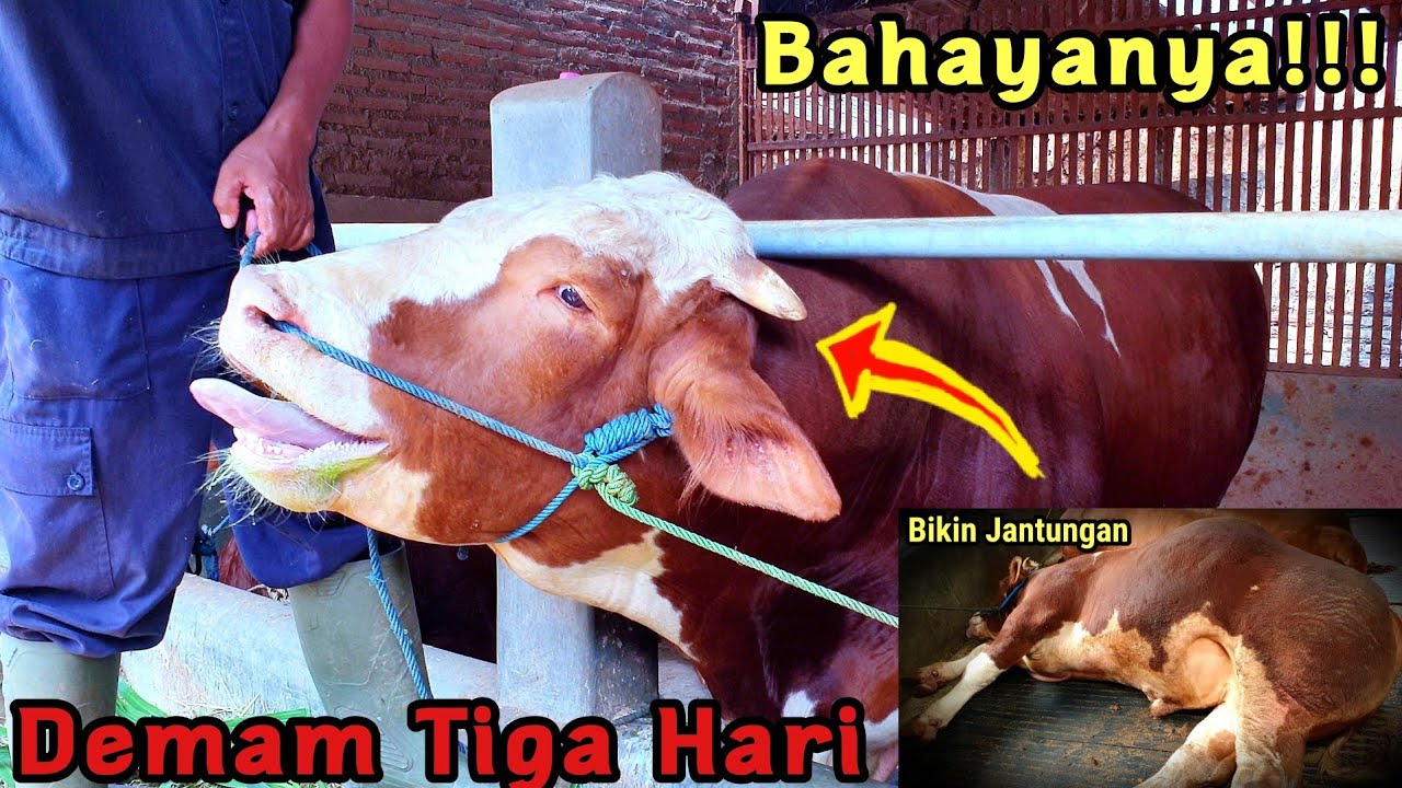 Gejala BEF (Demam Tiga Hari) Dan Cara Penangananya