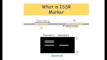 ISSR (Inter Simple Sequence Repeat) Marker