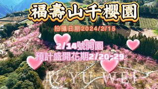 2024 福壽山農場 千櫻園 上帝視角