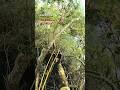 Pescando em lugar difícil! #shorts #pescanaativa #art #video #youtubeshorts #love #viral #slingshot