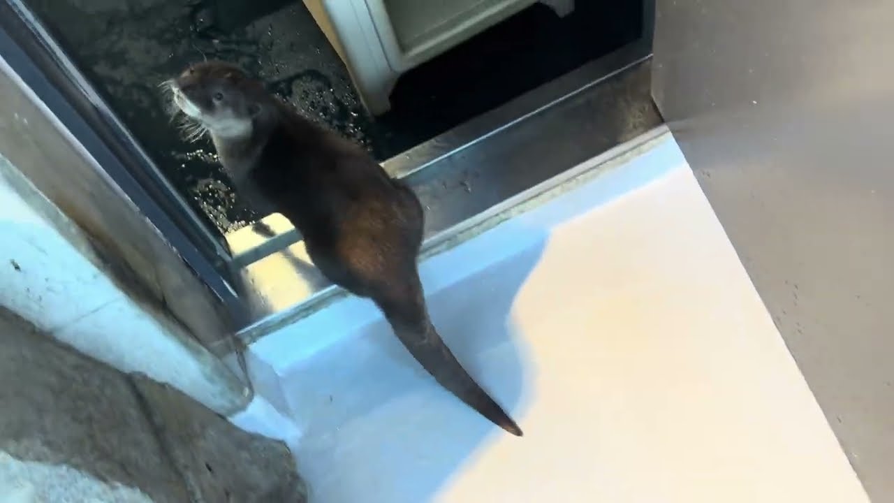 カワウソ｜【公式】アトア átoa（神戸）