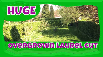 How to Reduce an Overgrown Laurel Hedge