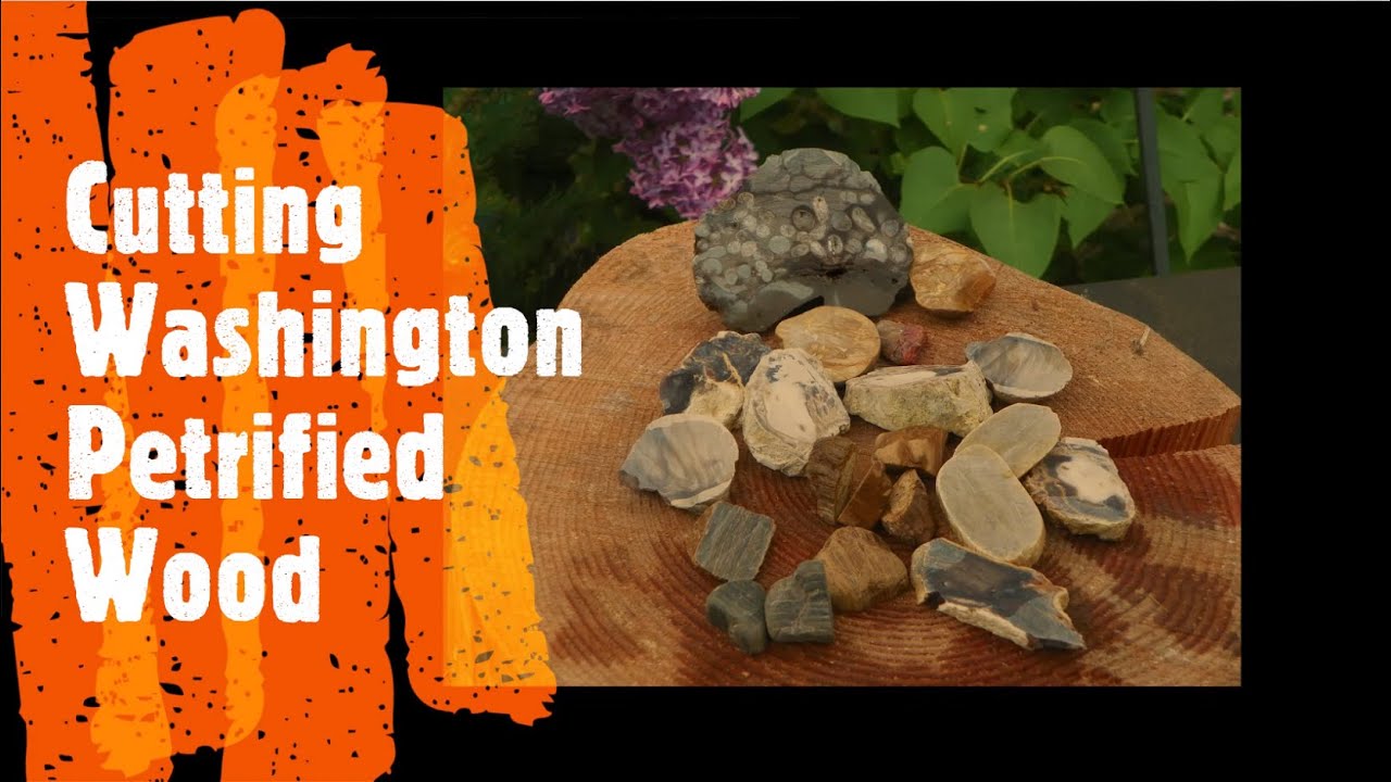 Cutting Washington Petrified Wood thefinders YouTube