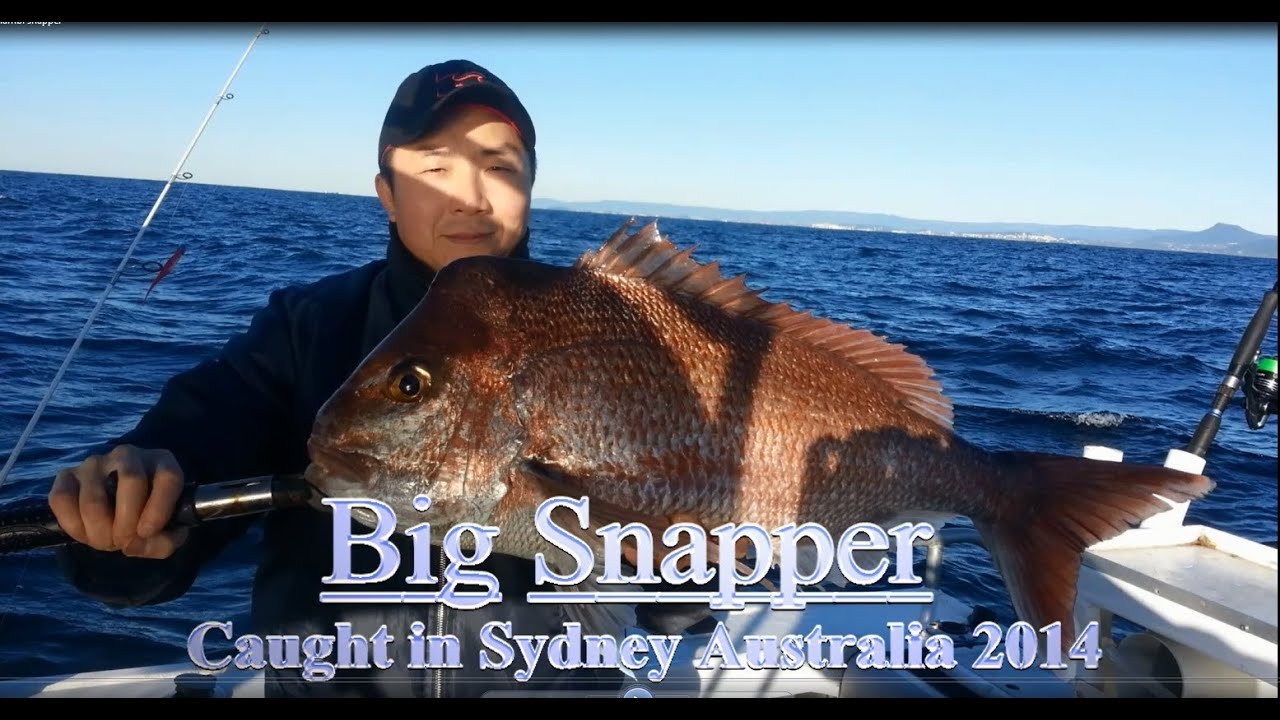 Sydney Snappers on Soft Plastics - YouTube