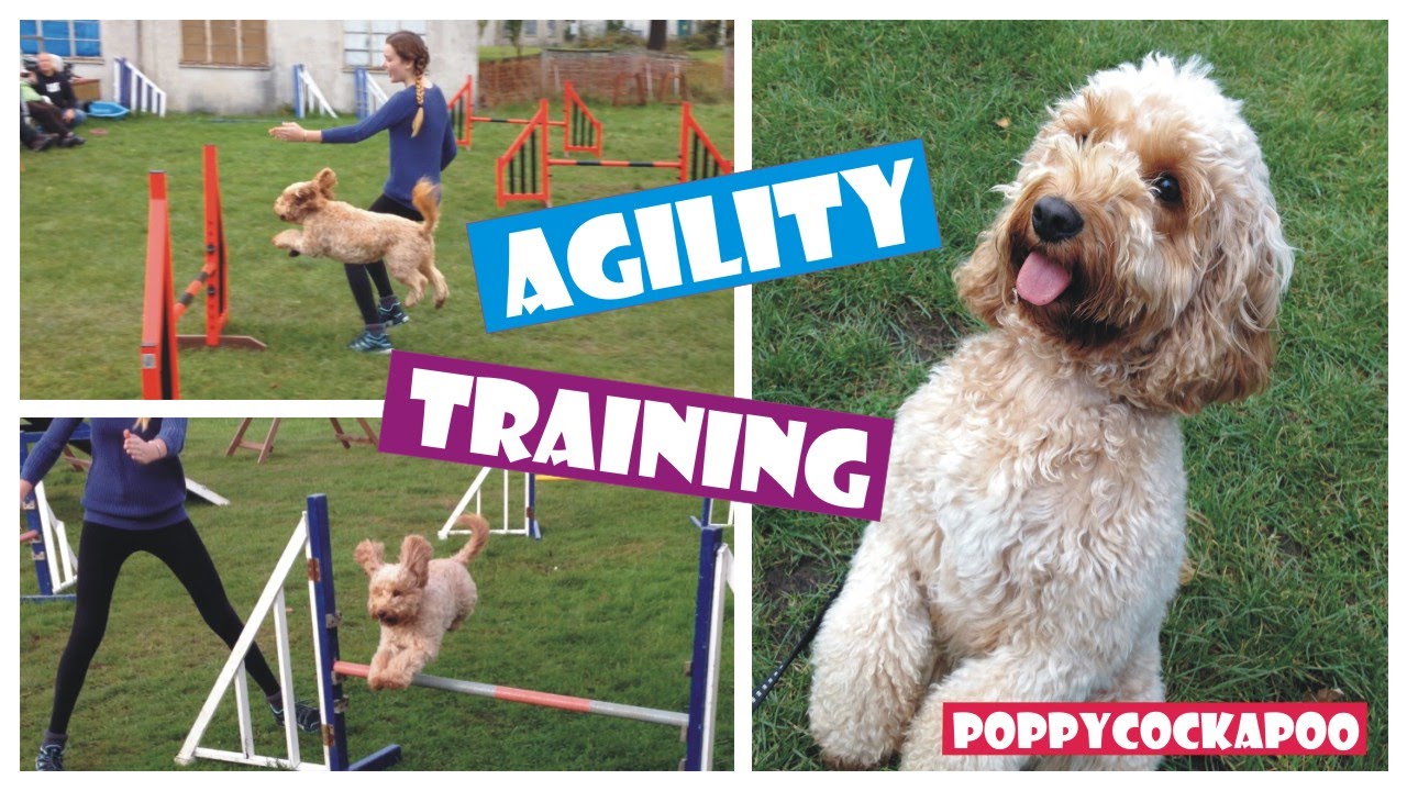 Dog Agility Fun 8 Cockapoo Tricks YouTube