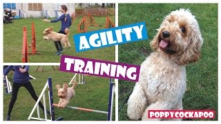 Dog Agility Fun 8 - Cockapoo Tricks