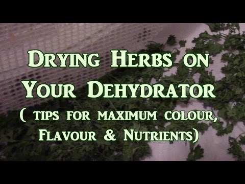Drying Herbs On the Dehydrator What You Need To Know
