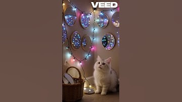 Creates an Infinite Mirror World #cat #animatedcats