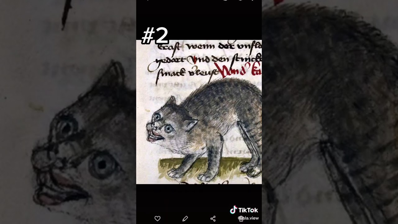 Medieval Cats- TIKTOK