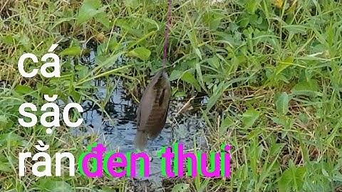 chuyến du câu đầu năm tại bình thuận tập 1 câu cá sặc rằn