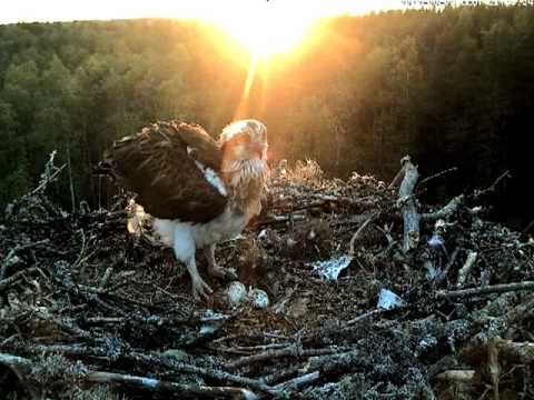 eesti energia Beautiful female osprey stretches her wings and leaves the nest at sunset