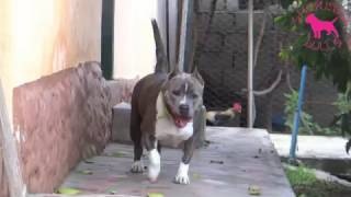 Shekinah Bulls Channel