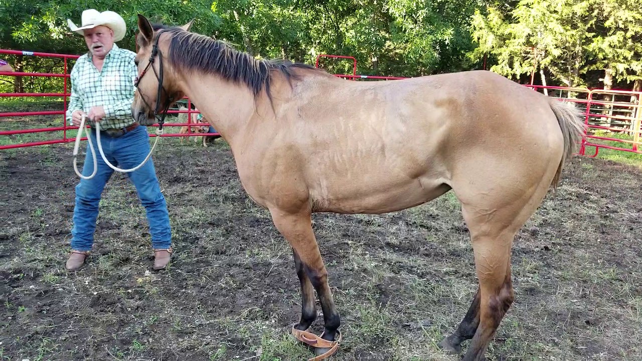 Horse hobbling clinic by Ray Belt YouTube