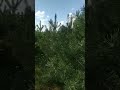 Ich habe einen Wald in der Ukraine (Gebiet Tschernihiw) gepflanzt🌲🌲🌲