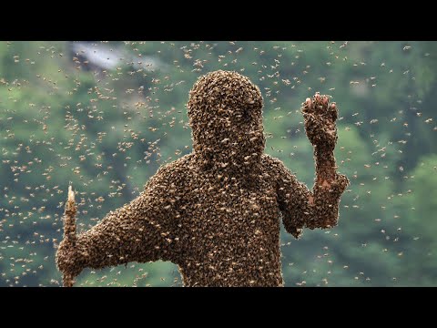 10 Самых невероятных нашествий насекомых