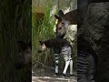 Okapi Calf