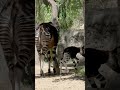 Okapi Calf