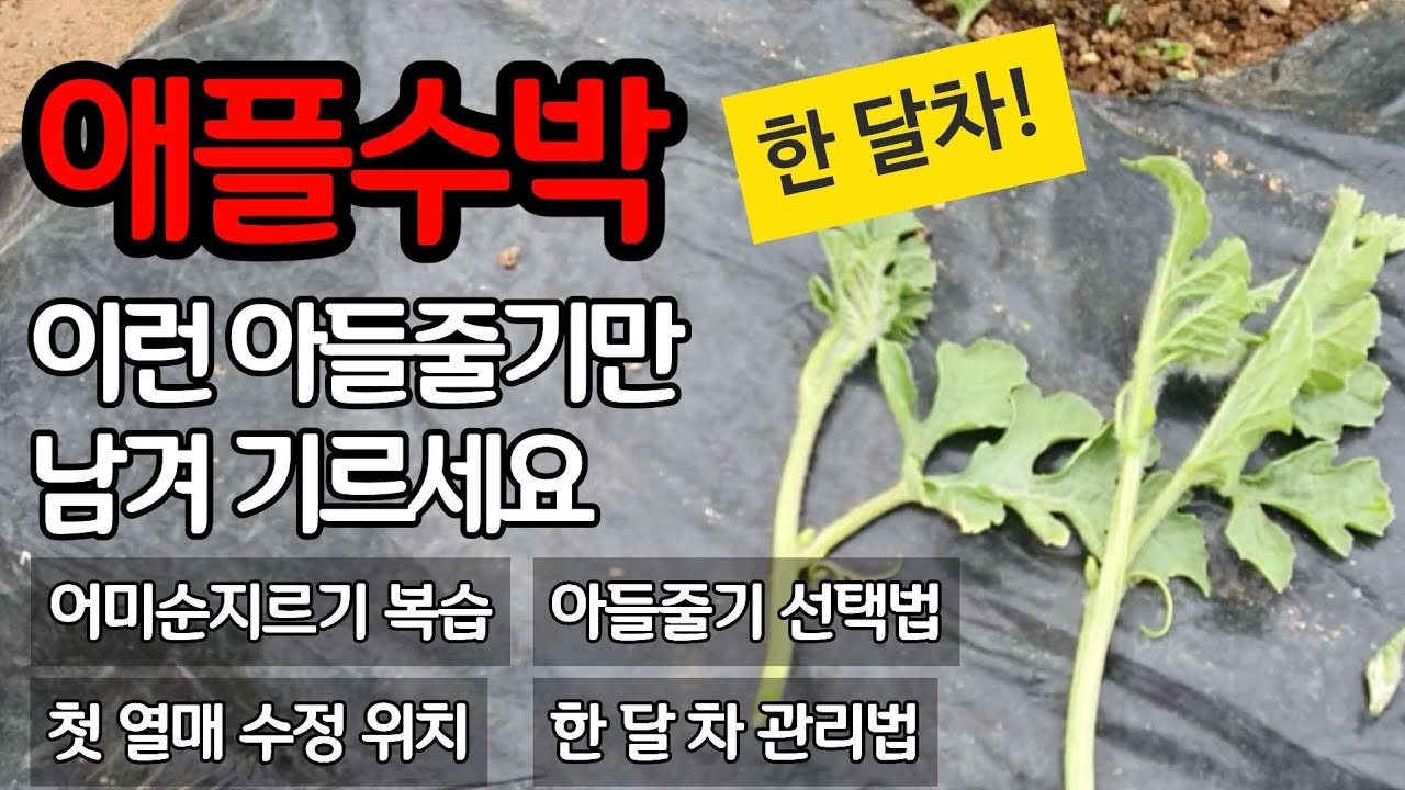 애플수박 기르기 좋고 열매 잘 달리는 아들줄기 선택 방법