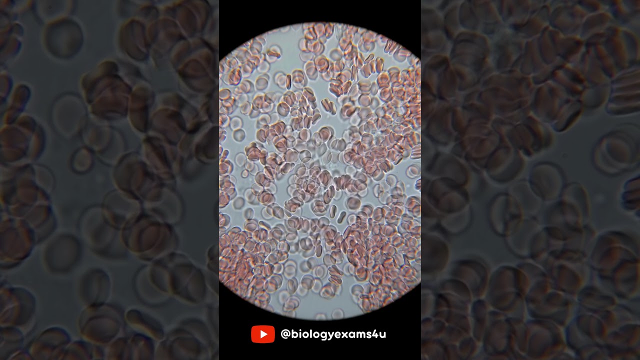 Blood cells under Microscope 🔬#education