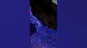 Blue Fire Kawah Ijen Jawa Timur thumbnail
