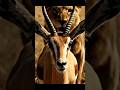 Can This Gazelle Escape the Lion? Gazelle to Camera: 'Are You Getting This?' (Mind-Blowing) 🦌📹
