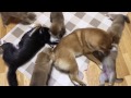 柴犬の５つ子 生後40日　子犬に襲われるテツとハル