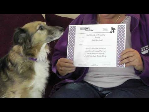 वीडियो: आपके कुत्ते में कौन सी नस्लें हैं - मिश्रित नस्ल के कुत्तों के लिए आनुवंशिक परीक्षण