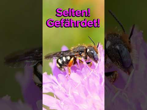 Insekten-Paradies: Kann JEDER!