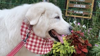 すっかり秋めいてきたルンルン地方の散歩道です　Great Pyrenees　グレートピレニーズ