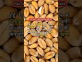 Gehu Ya Kismiss Khane Ke Fayde Benefits Of Eating Wheat Or Kismis Short
