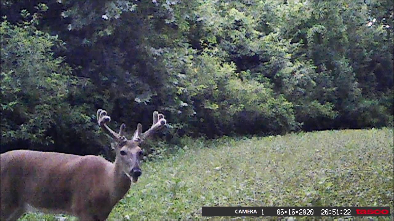 Mid June Velvet Buck YouTube