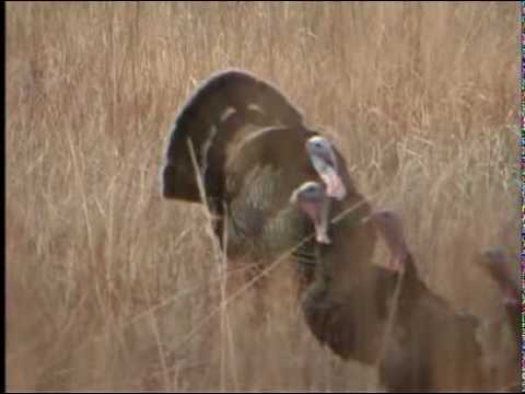 Merriam's Spring Turkey Hunt - Scott Croner & Spor...