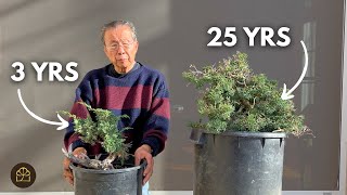 Working on a 3 Year Old & 25 Year Old Shimpaku Juniper Bonsai