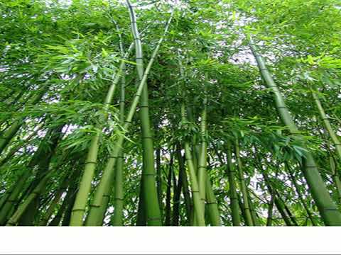 Luyện từ và câu lớp 3 tuần 25