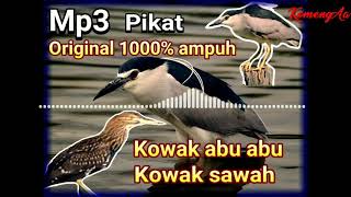 Suara pikat kowak abu abukowak sawah