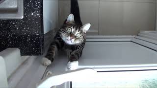 Cat Flap Door for Sparta by SpartaTheCat 4,624 views 2 years ago 7 minutes, 31 seconds