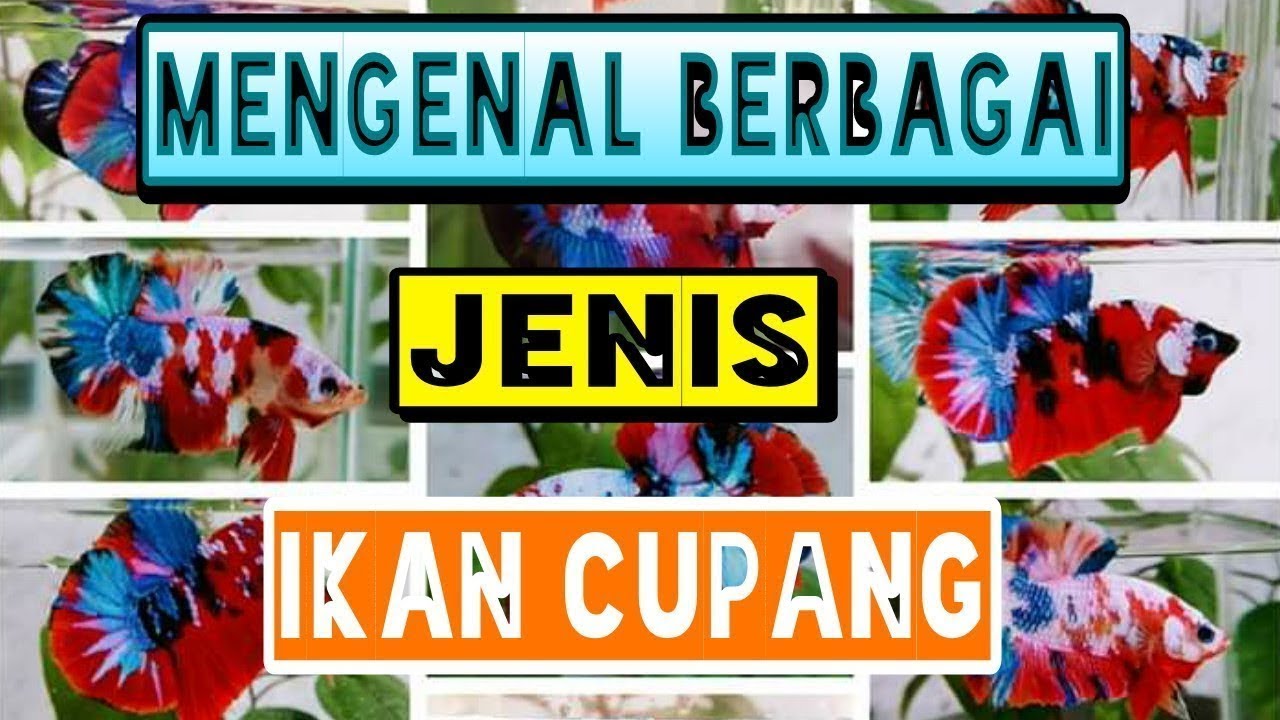 Belajar / mengenal berbagai jenis ikan cupang hias | khusus pemula