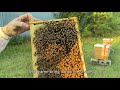Raising Successful Package Bees   Fall Hive Management