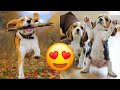 Beagle — Adorable And Hilarious Videos And Tik Toks Compilation