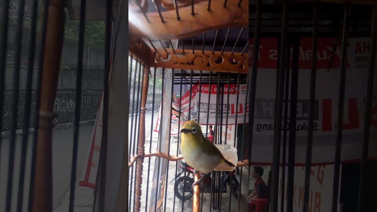 Pleci dakun Garut edan - YouTube