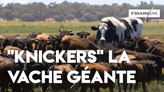 Knickers, la vache géante qui fait sensation sur Internet